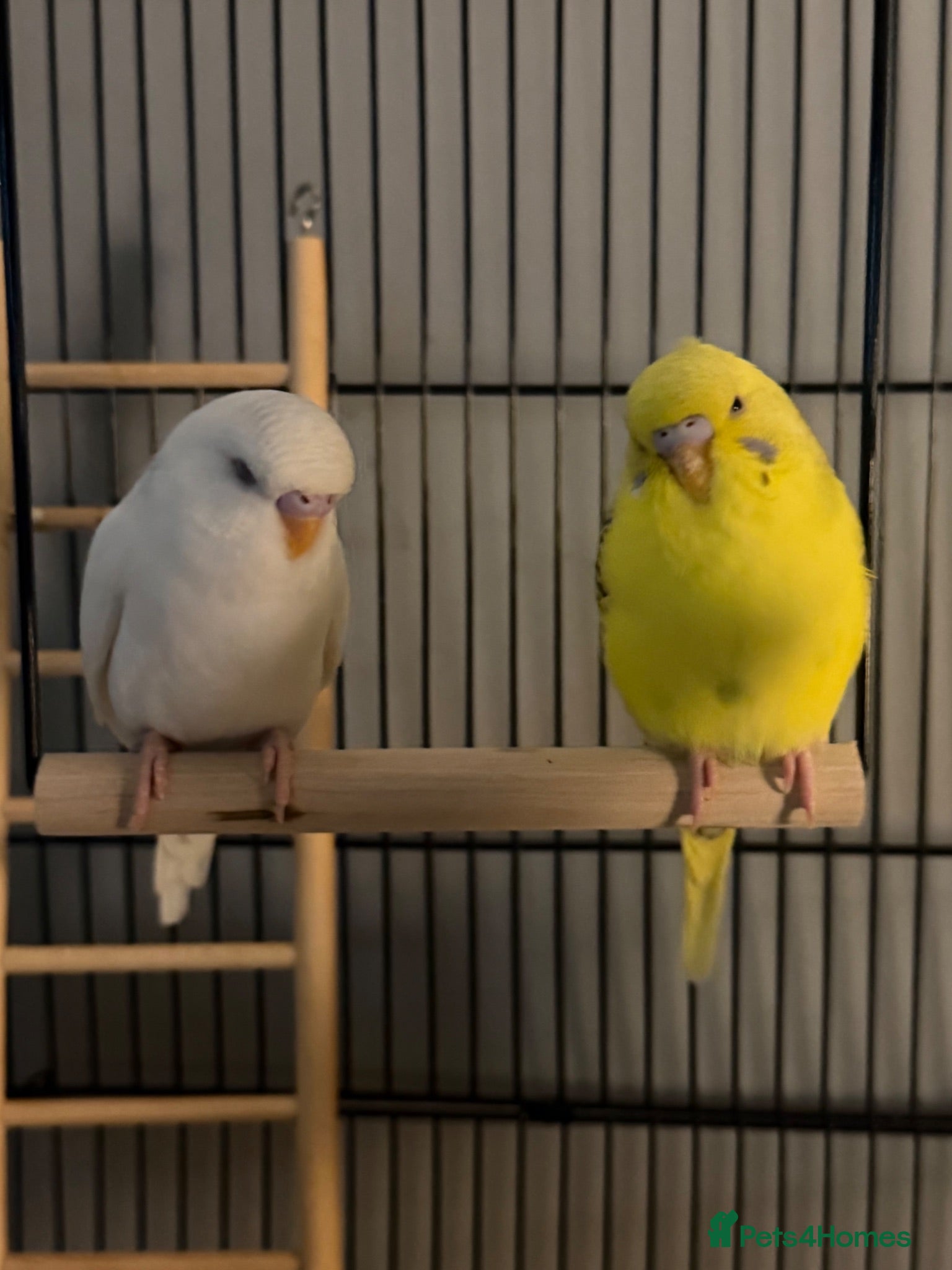 Budgerigars birds Two beautiful male and female bonded budgies - Advert 3