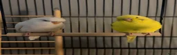 Budgerigars birds for sale: Two beautiful male and female bonded budgies in Barnsley - Advert 1