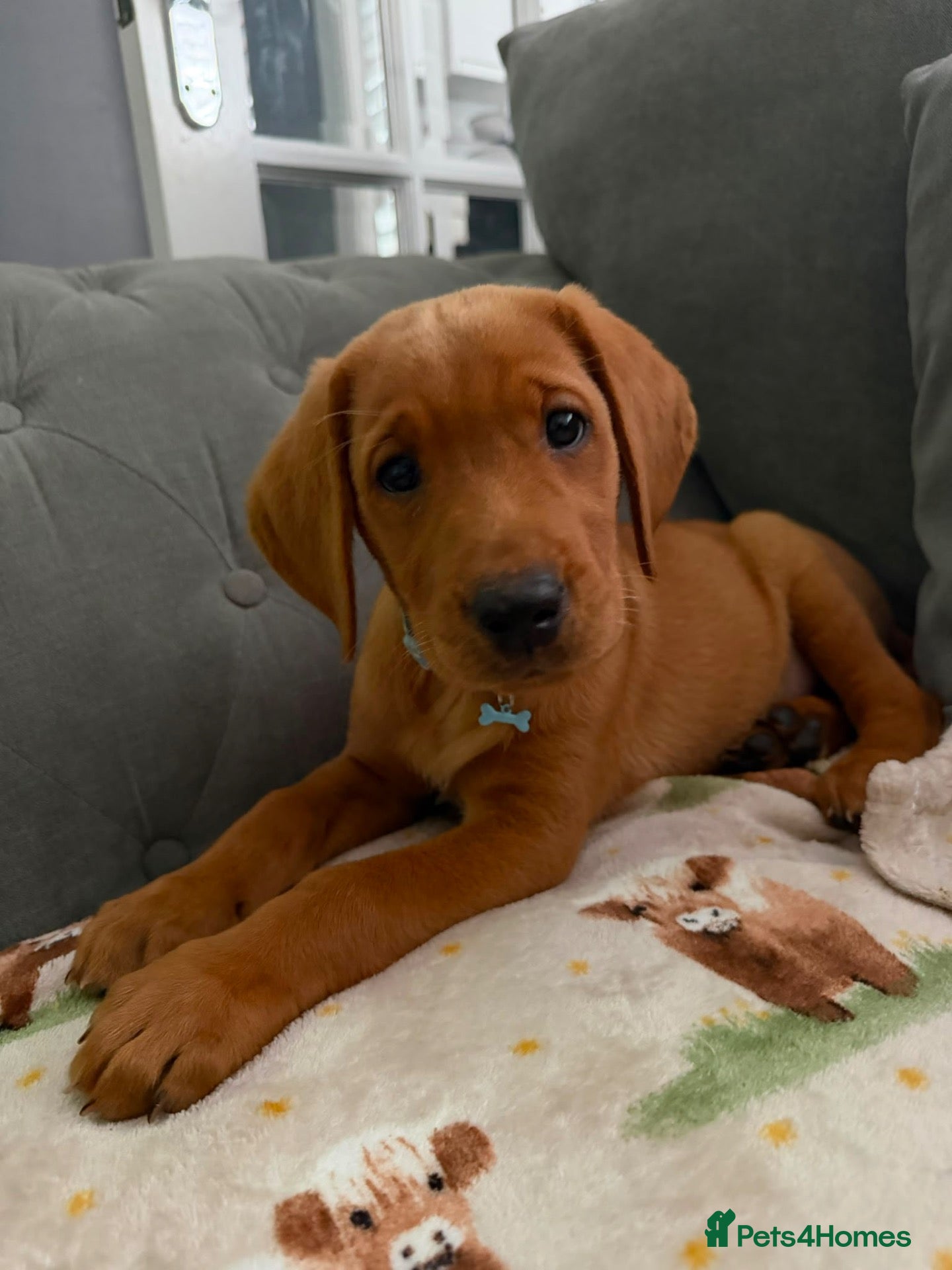 Labrador Retriever dogs Red fox Labrador  - Advert 1