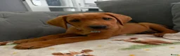 Labrador Retriever dogs for sale: Red fox Labrador  - Advert 1