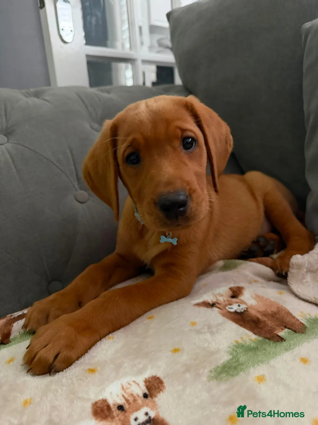 Labrador Retriever dogs for sale: Red fox Labrador  - Advert 1