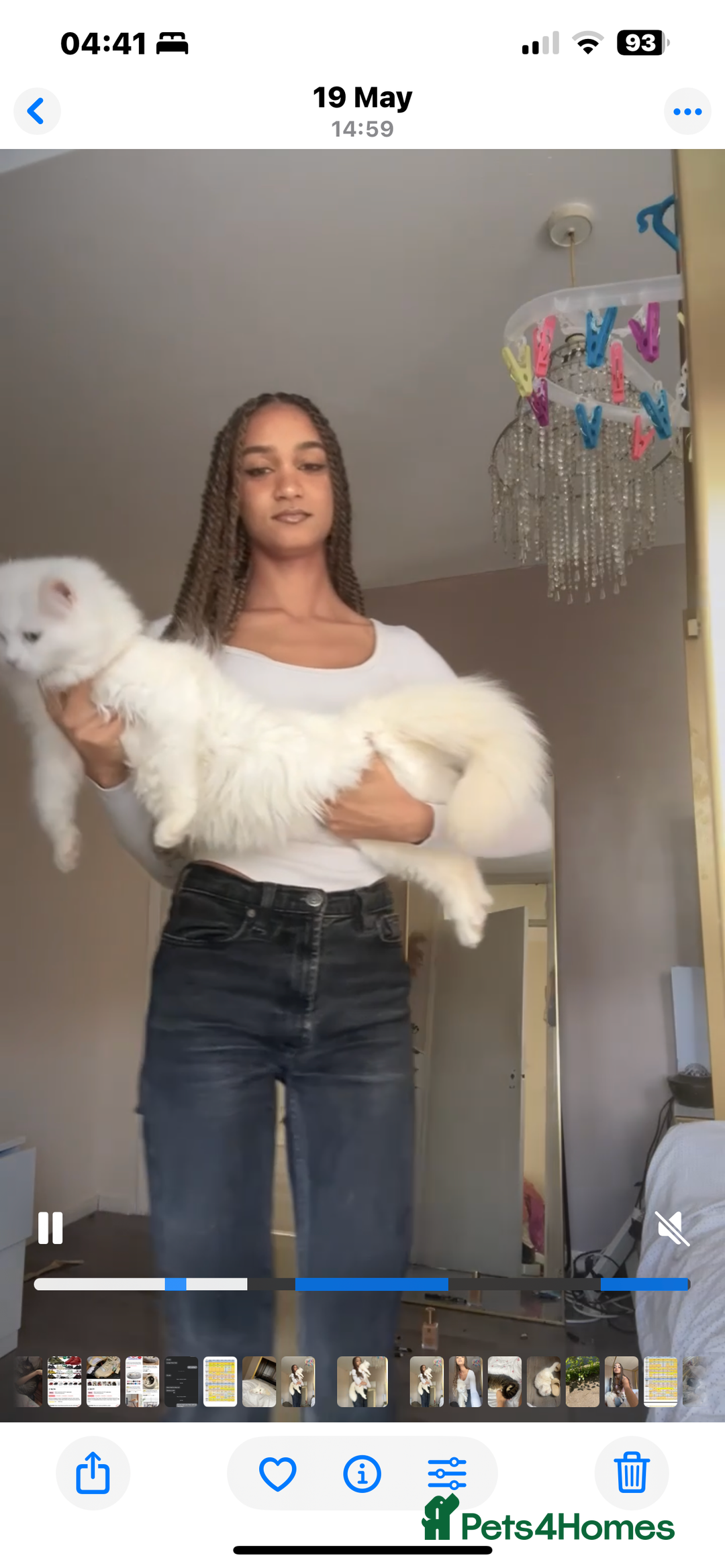 Maine Coon cats for sale: Pure bred Maine coon - Advert 7