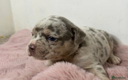 Olde English Bulldogge dogs for sale: Old English Bulldog PUPPIES 👀‼️ - Image 19