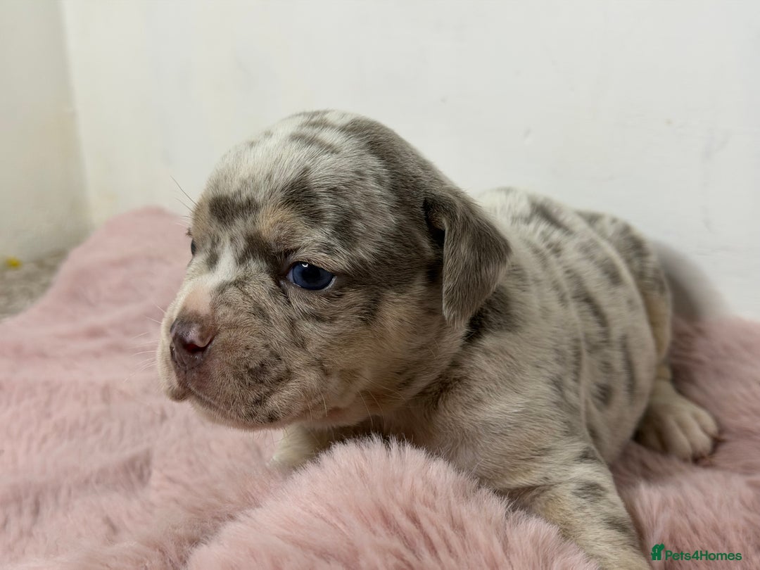 Olde English Bulldogge dogs for sale: Old English Bulldog PUPPIES 👀‼️ - Image 19