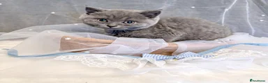 British Shorthair Kitten 4