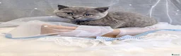 British Shorthair cats for sale: READY NOW* TICA reg. British shorthair kittens - Advert 31