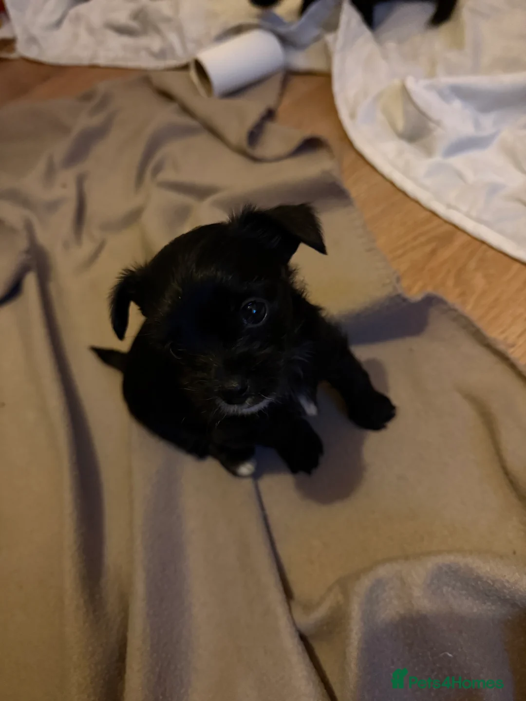 Chorkie dogs for sale: Chorkie pups for sale  - Advert 4