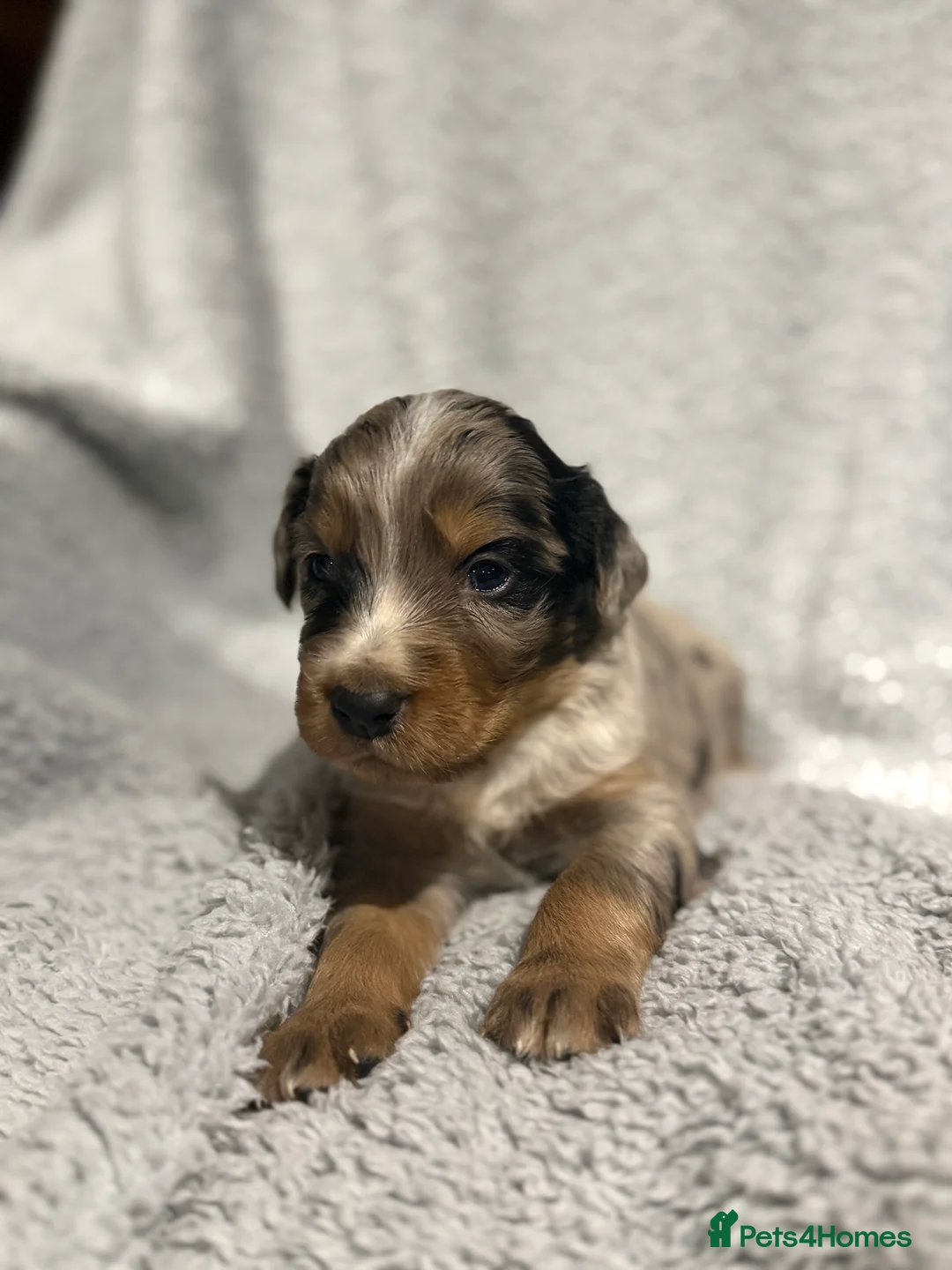 Mixed Breed dogs for sale: Stunning coloured cocker x collie puppies  - Advert 9