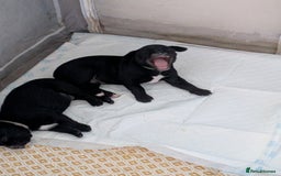 Mixed Breed dogs for sale: Beautiful Labrador x Staffys - Image 12