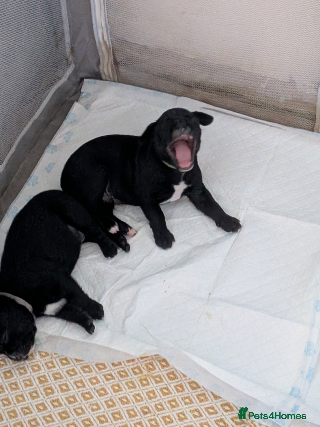 Mixed Breed dogs for sale: Beautiful Labrador x Staffys - Image 12