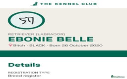 Labrador Retriever dogs for sale: KC reg Labrador puppies – Black and Yellow  - Image 4