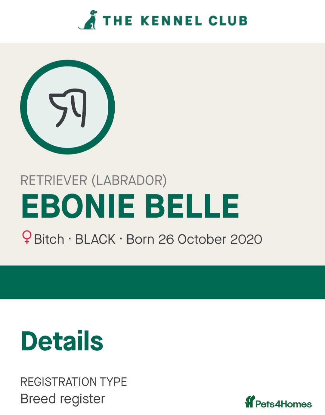 Labrador Retriever dogs for sale: KC reg Labrador puppies – Black and Yellow  - Image 4