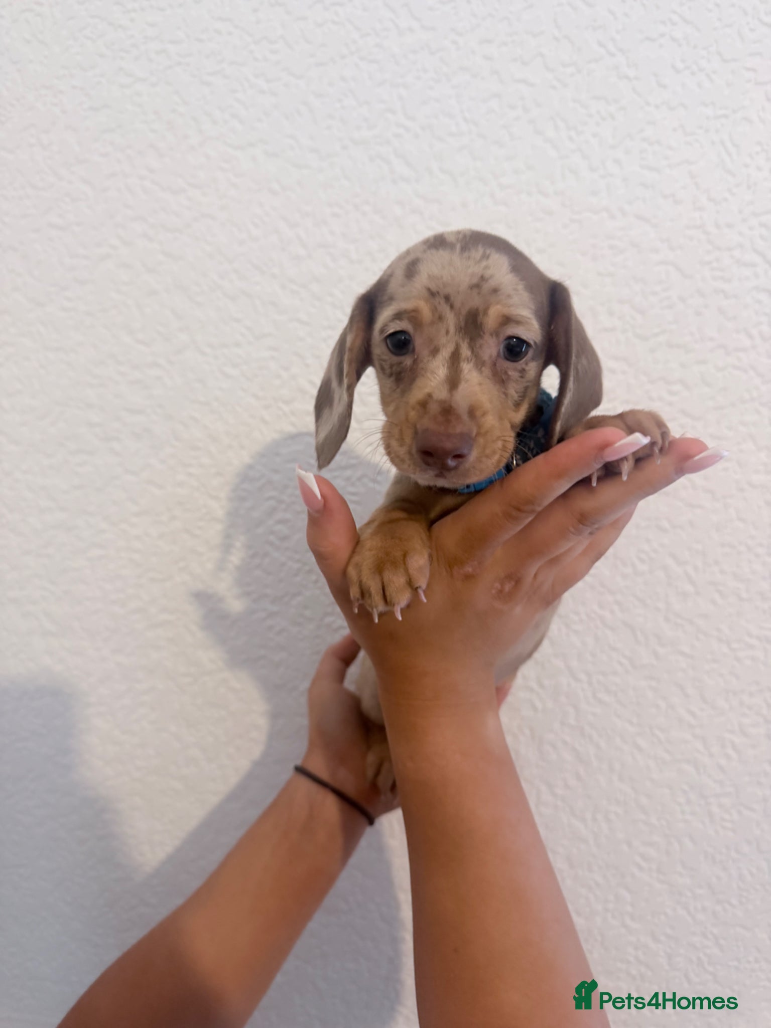 Miniature Dachshund dogs ( 1 Isabella dapple boy left  !) - Advert 11