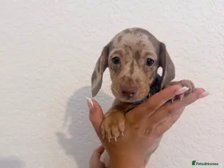 Miniature Dachshund dogs ( 1 Isabella dapple boy left !) - Advert 11