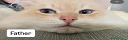 Siberian cats for sale: Siberian x Siberian Neva Masquerade Kittens - Advert 5