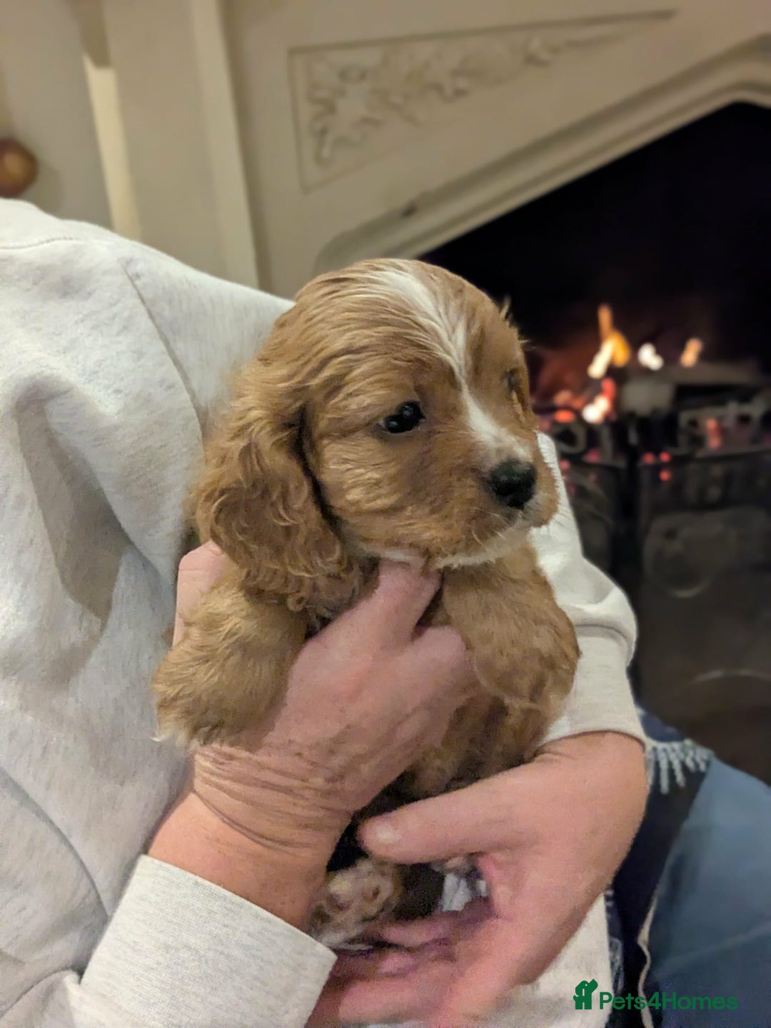 Cavapoo dogs for sale: Cavapoo  - Advert 2