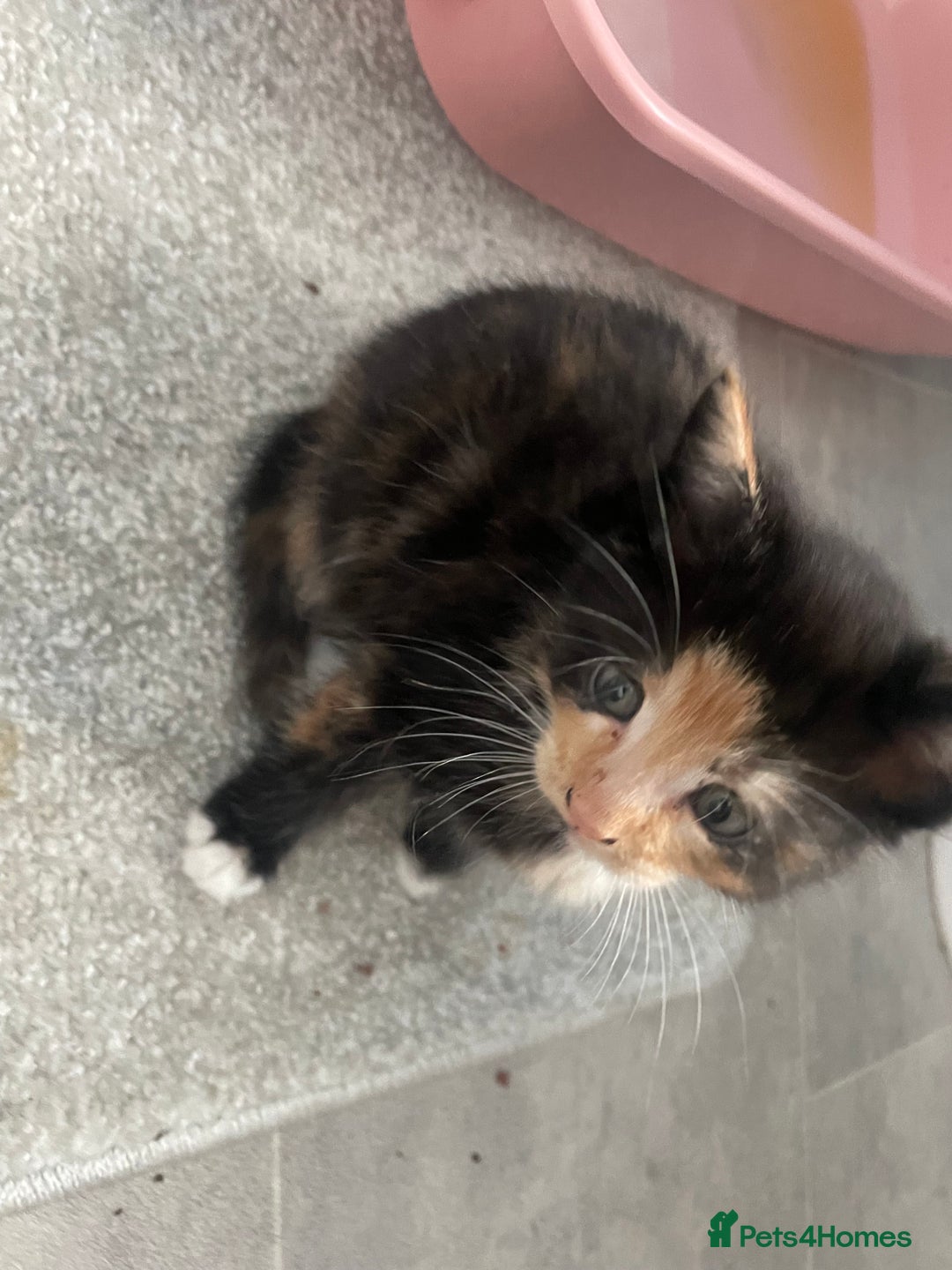 Mixed Breed cats for sale: 3 kittens 2 girls 1 boy  - Image 4