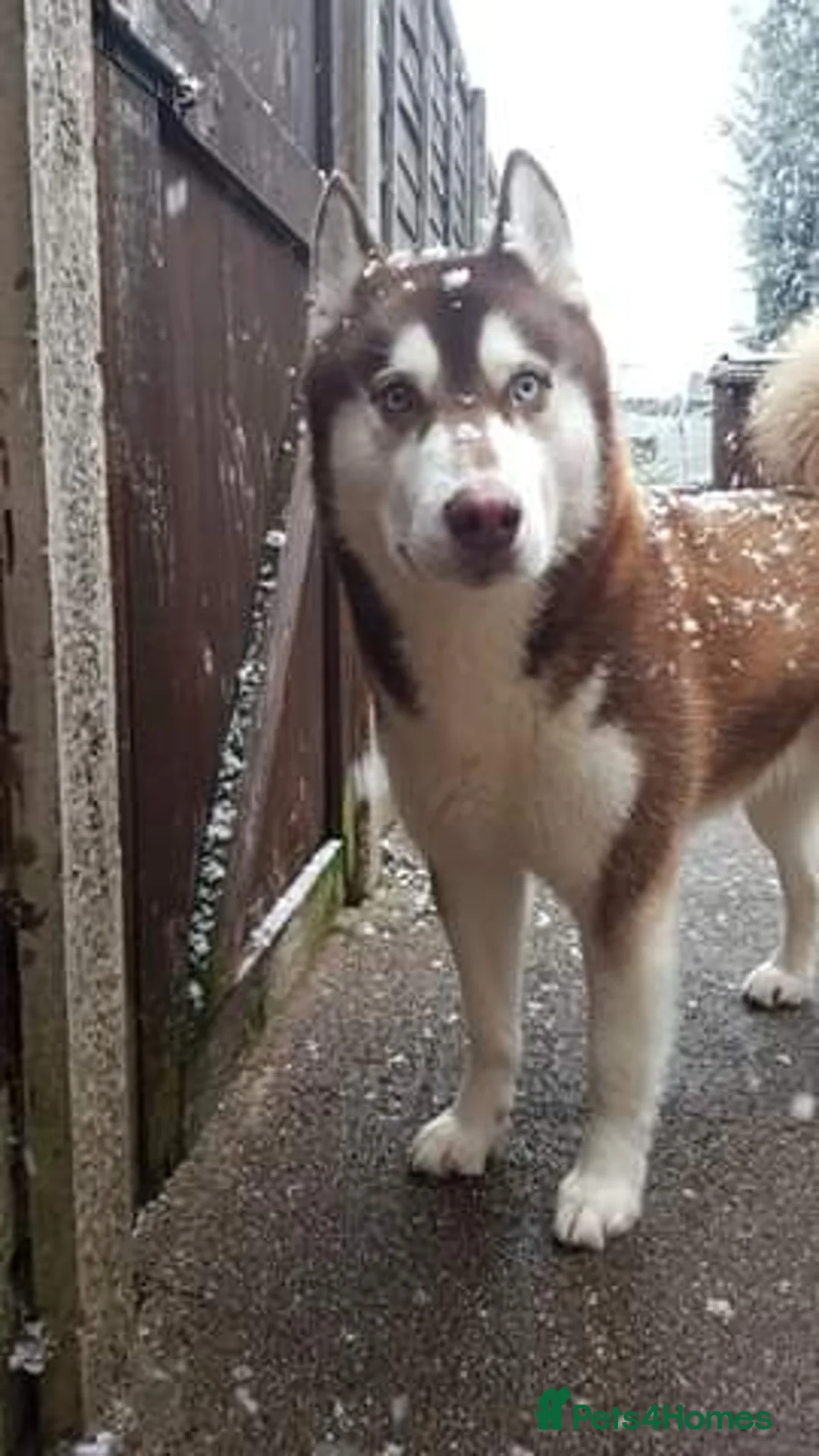 Siberian Husky dogs for stud: Stunning Bi-eyed Siberian Husky for stud(PROVEN) in Burton-on-Trent - Advert 3