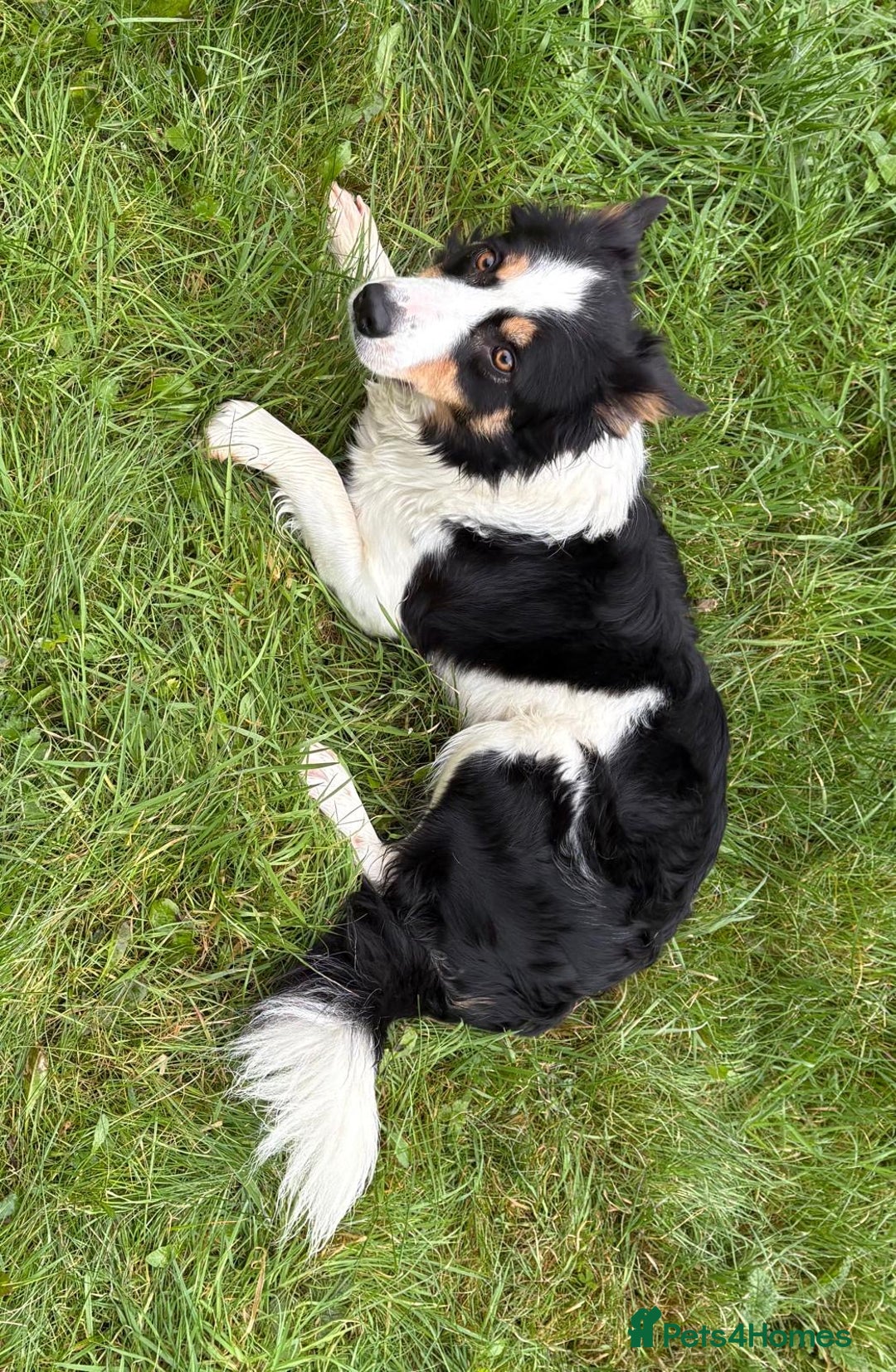 Border Collie dogs for sale: Border Collie (Registered) - Advert 3