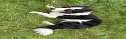 Border Collie dogs for sale: Border Collie (Registered) - Advert 3