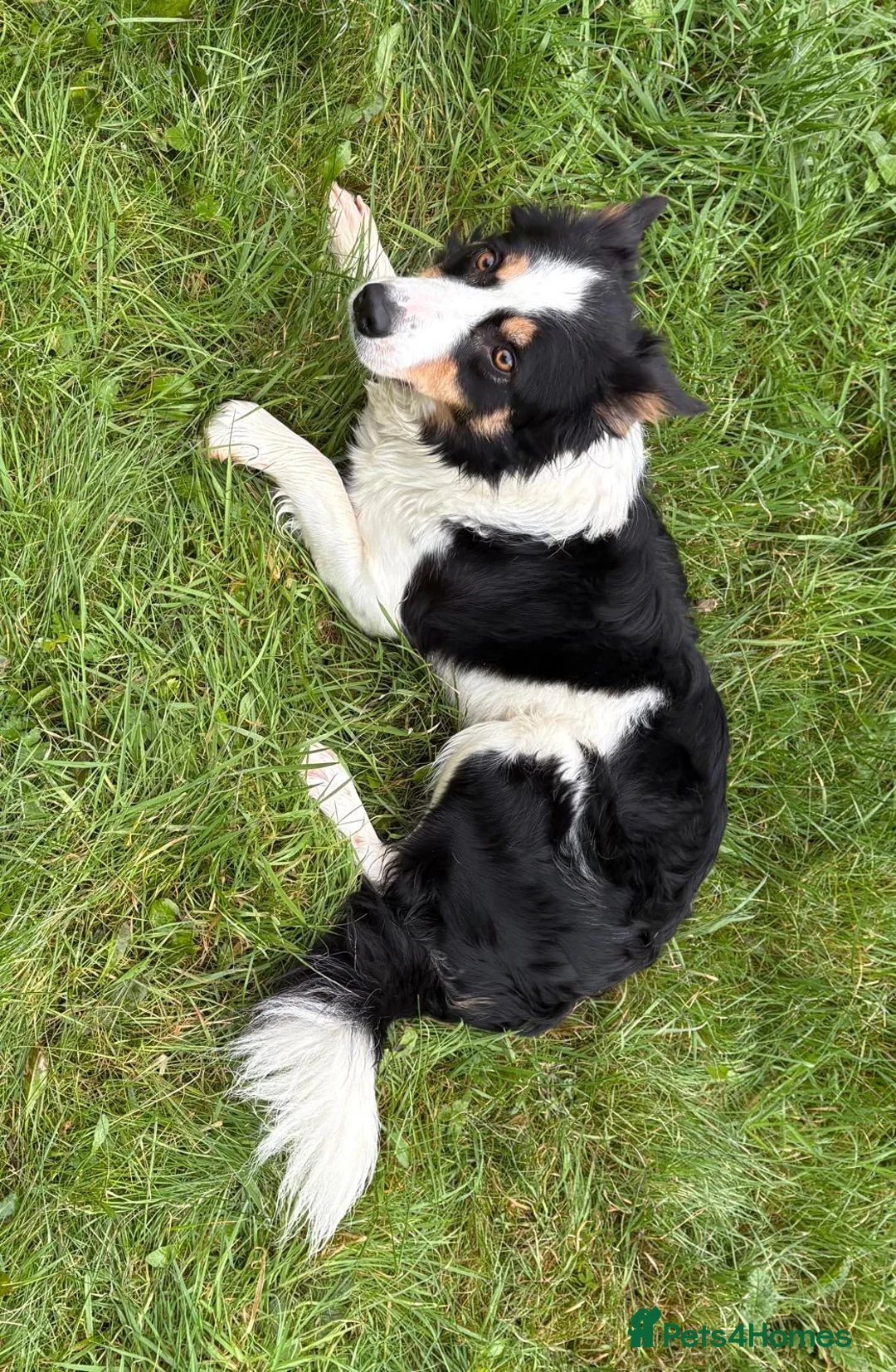 Border Collie dogs for sale: Border Collie (Registered) - Advert 3