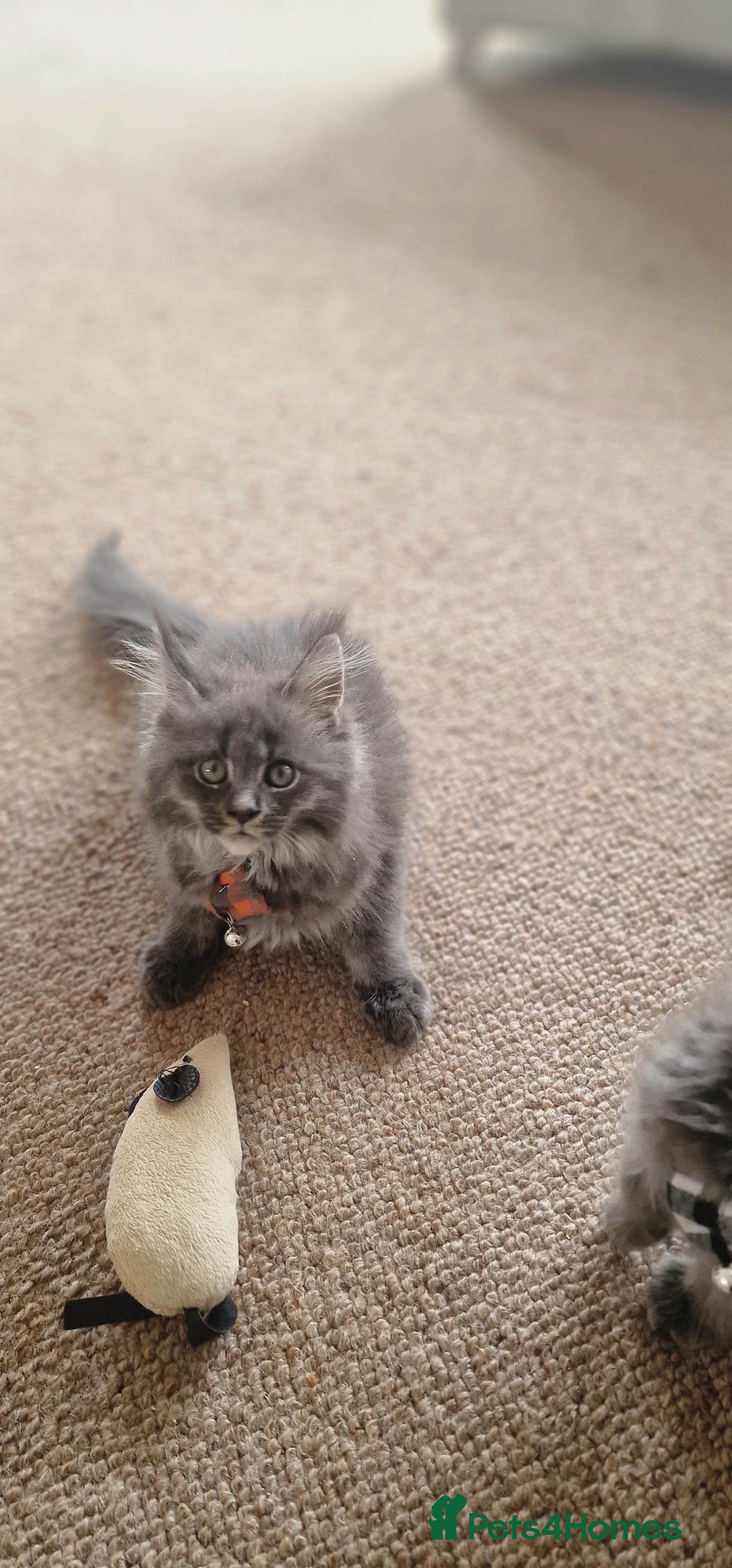 Maine Coon cats  Stunning Maine Coon Kittens – Ready Now – £1000 - Advert 2