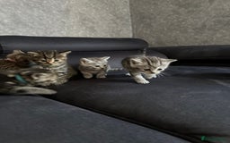 Scottish Fold cats for sale: Scottish fold/straight - Image 4