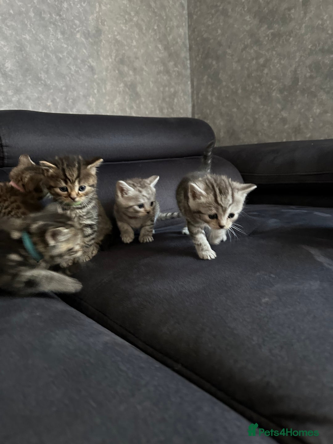 Scottish Fold cats for sale: Scottish fold/straight - Image 4