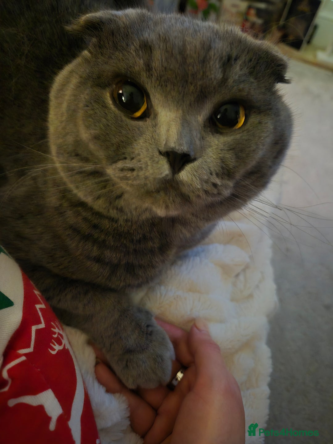 Scottish Fold cats for sale: Male Scottish Fold - Image 3