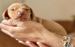 Miniature Dachshund dogs for sale: READY TO LEAVE Rainbow KC Reg Miniature Dachshunds - Image 10