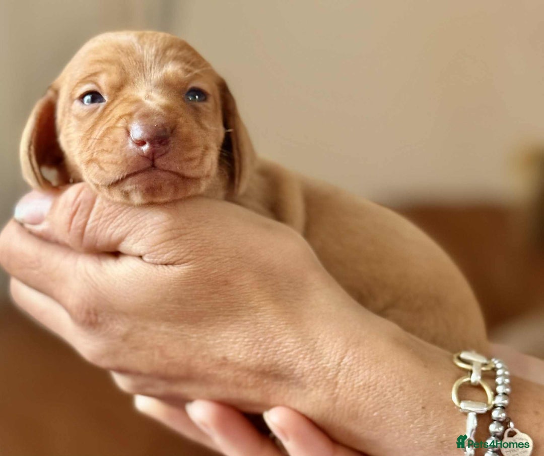 Miniature Dachshund dogs for sale: READY TO LEAVE Rainbow KC Reg Miniature Dachshunds - Image 10