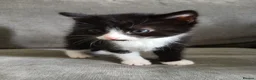 Mixed Breed cats for sale: Four babies ready for their FOREVER homes ❤️ - Advert 15