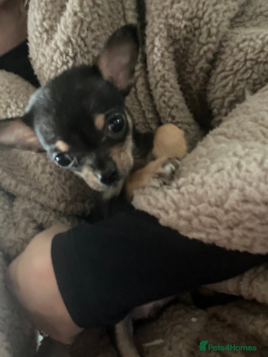 Chihuahua dogs for sale: Beautiful female chihuahua - Advert 3
