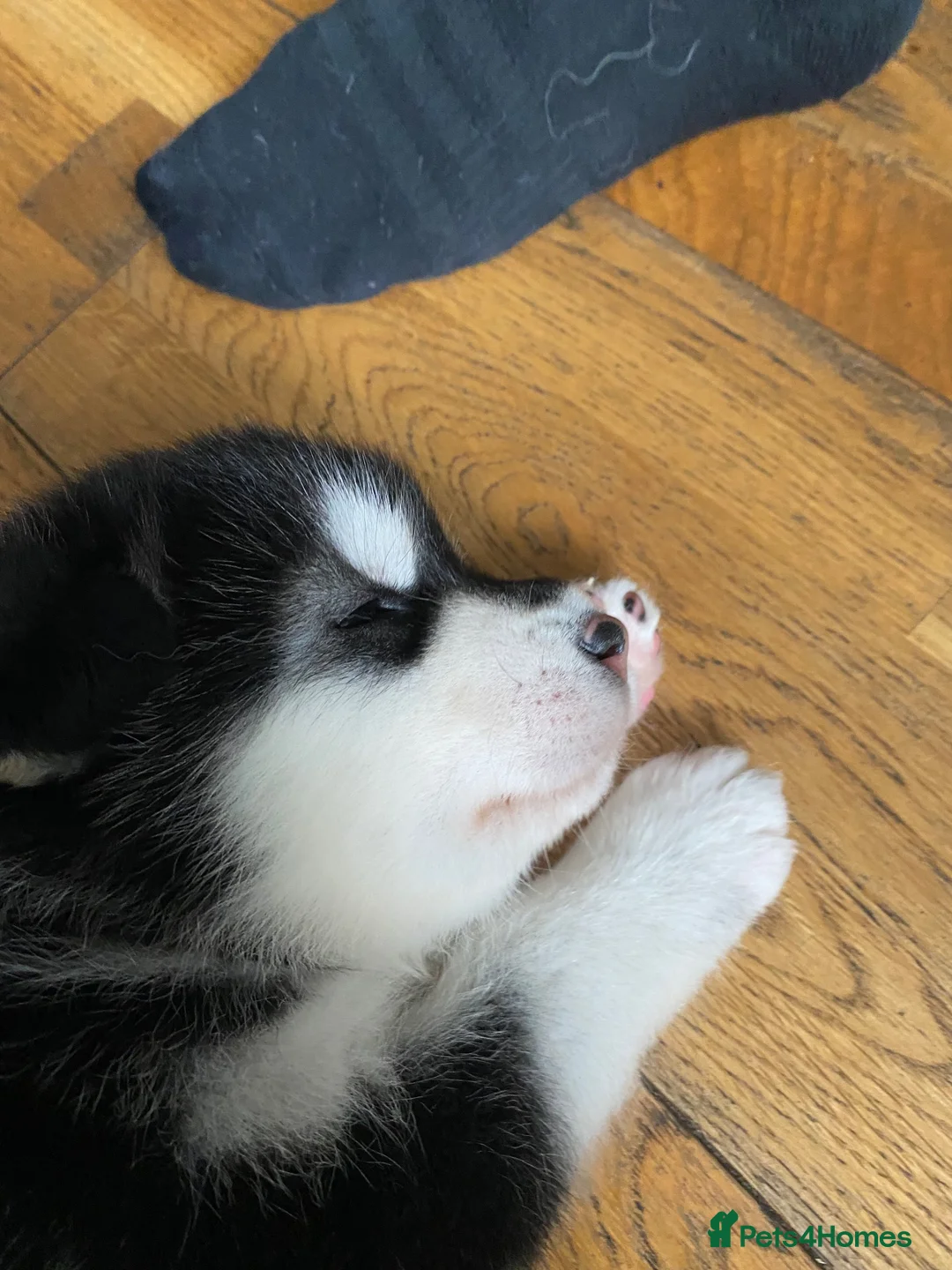 Alaskan Malamute dogs for stud: Alaskan Malamute for Stud   in Oldham - Advert 25