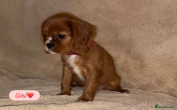 Cavalier King Charles Spaniel dogs for sale: King Charles Cavalier Puppies  - Image 2