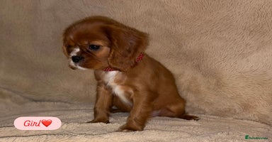 Cavalier King Charles Spaniel dogs - Advert 13