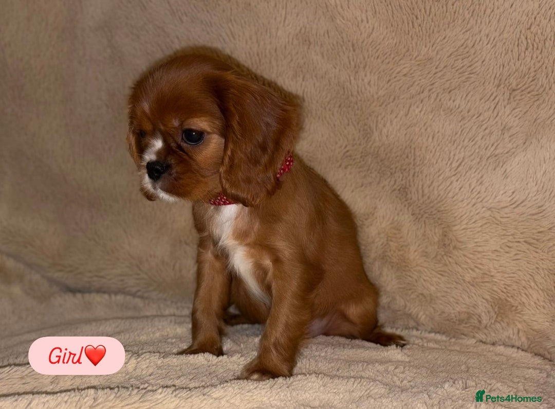 Cavalier King Charles Spaniel dogs for sale: King Charles Cavalier Puppies  - Image 2