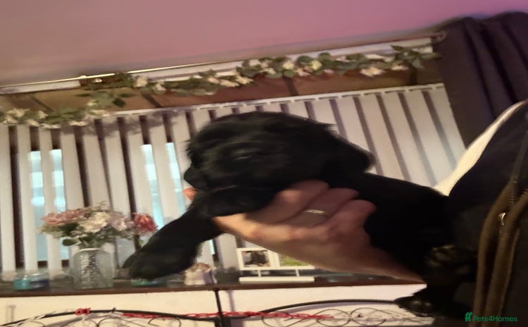 Cocker Spaniel dogs - Advert 4