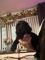 Cocker Spaniel dogs - Advert 4