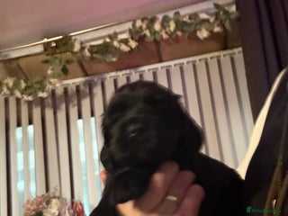 Cocker Spaniel dogs - Advert 28