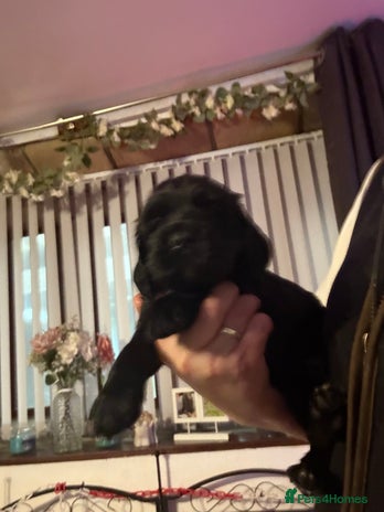 Cocker Spaniel dogs - Advert 15