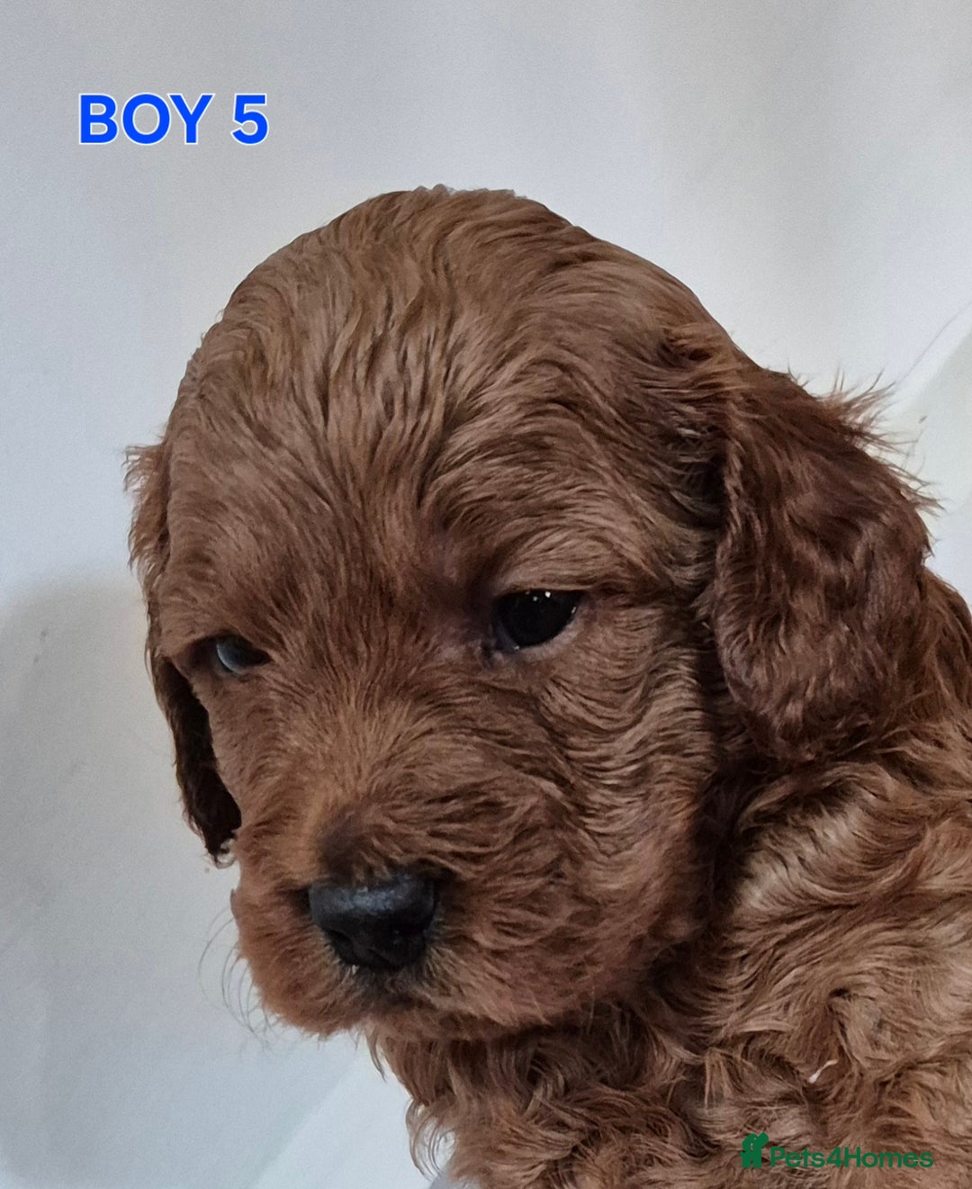 Mini Goldendoodle dogs for sale: F1b Red Miniature Goldendoodles tested parents - Image 19
