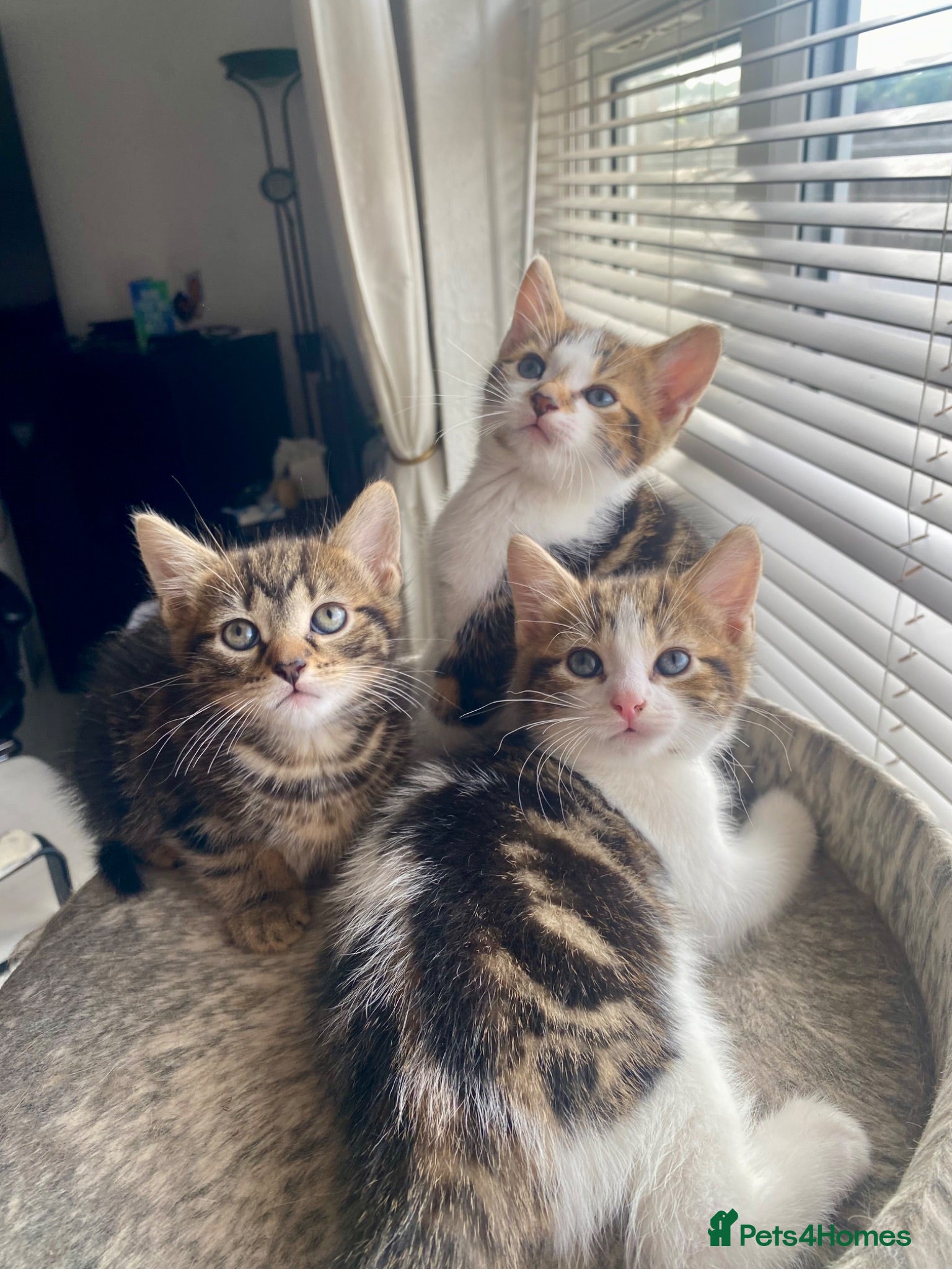 Mixed Breed cats Beautiful kittens ready now - Advert 1