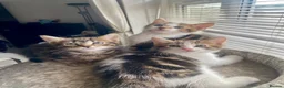 Mixed Breed cats for sale: Beautiful kittens ready now - Advert 1
