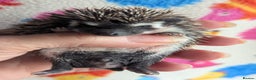Pygmy Hedgehog rodents for sale: Beautiful Hoglets Ready to Reserve Now - Advert 21