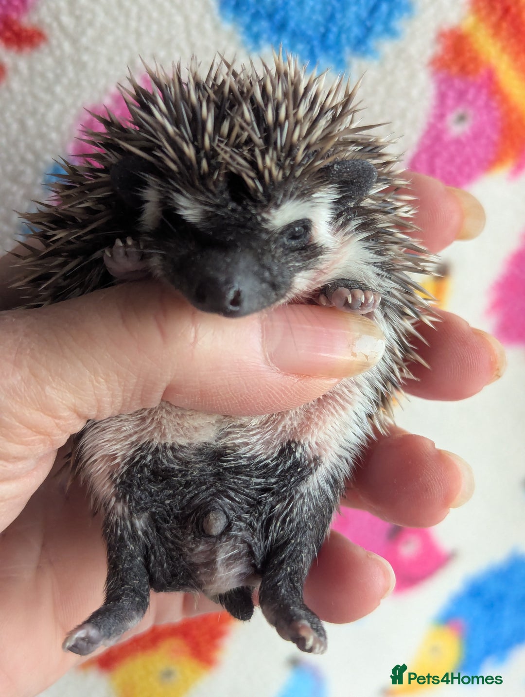 Pygmy Hedgehog rodents for sale: Beautiful Hoglets Ready to Reserve Now - Advert 21