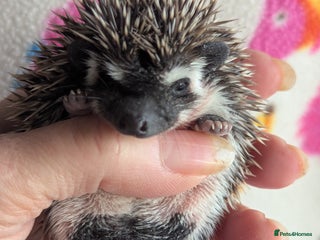 Pygmy Hedgehog rodents Beautiful Hoglets Ready to Reserve Now - Advert 10