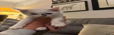 Ragdoll 1