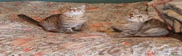 British Shorthair cats for sale:   Last Two boys Ready to leave🐱 - Advert 11