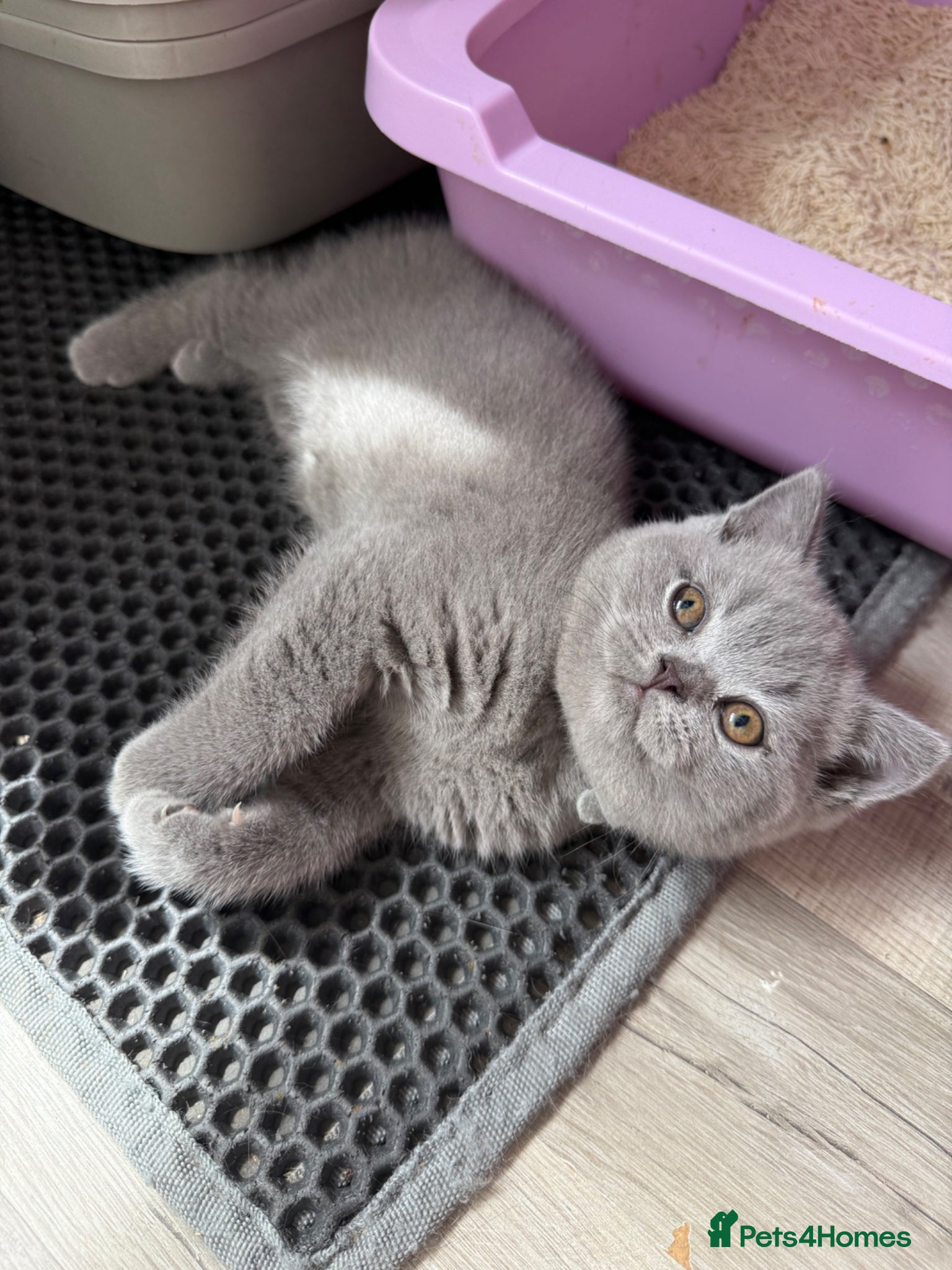 British Shorthair cats for sale: Pedigree British Shorthair Kittens ready to go! - Advert 26
